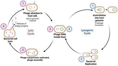 Phage therapy to treat cystic fibrosis Burkholderia cepacia complex lung infections: perspectives and challenges